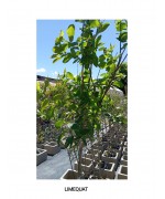 LIMEQUAT