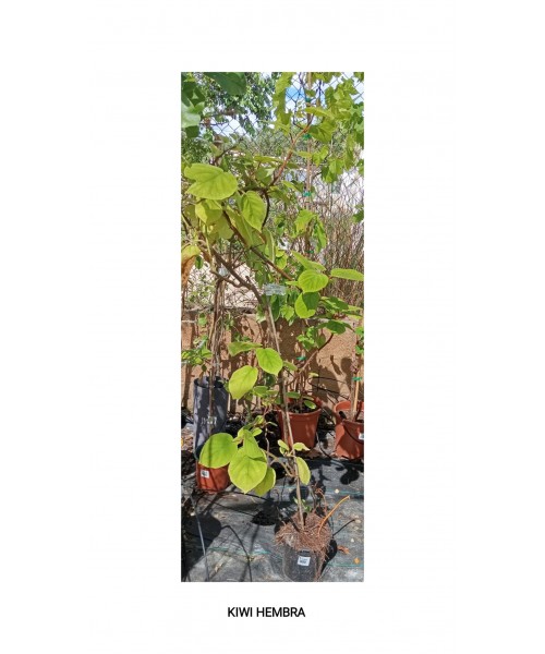 KIWI HEMBRA