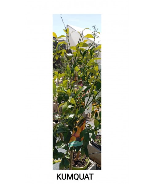 KUMQUAT