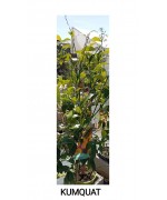 KUMQUAT