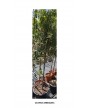 OLIVERA ARBEQUINA