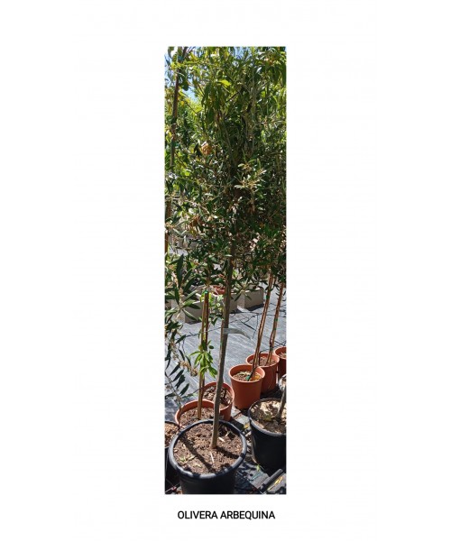 OLIVERA ARBEQUINA