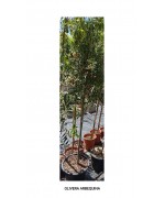 OLIVERA ARBEQUINA