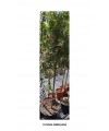 OLIVERA ARBEQUINA