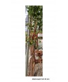 ALBARICOQUER HORT DE SON