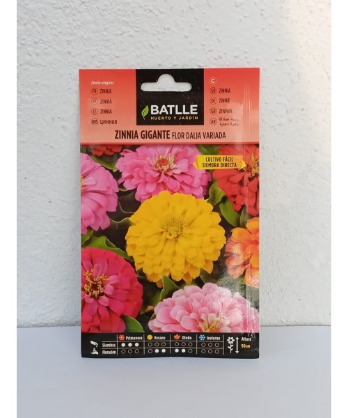 ZINNIA GIGANTE FLOR DALIA VARIADA