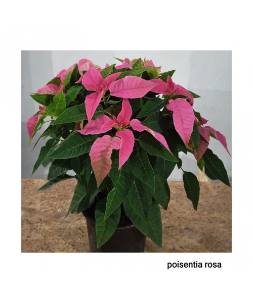 POISENTIA ROSA