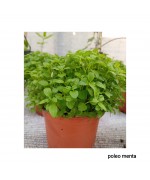 POLEA MENTA