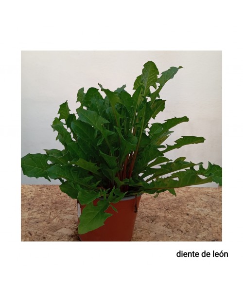 DIENTE DE LEÓN