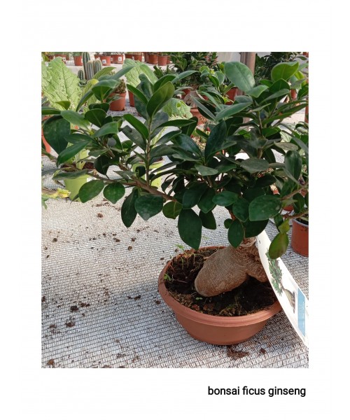 BONSAI FICUS GINSENG