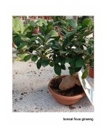 BONSAI FICUS GINSENG