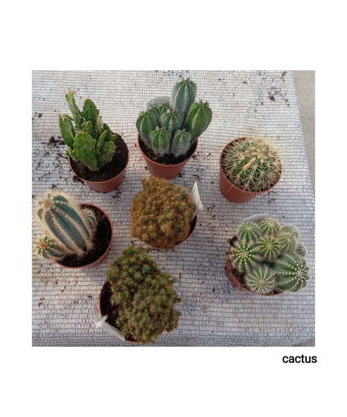 CACTUS FLOR