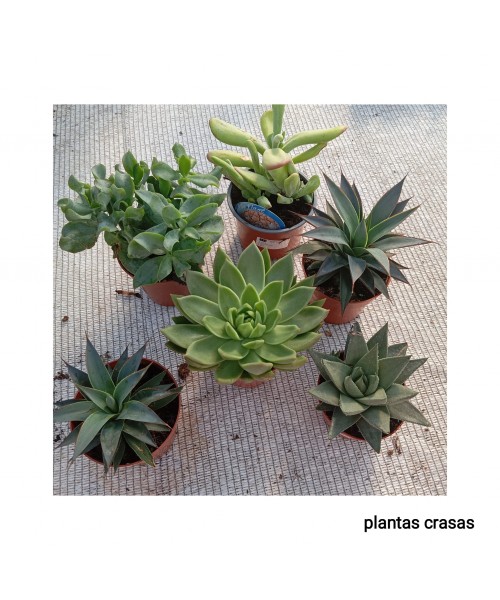 PLANTAS GRASAS