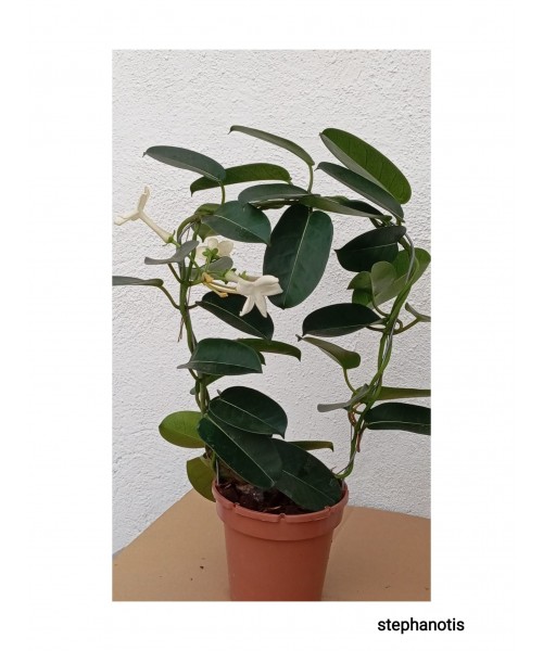 STEPHANOTIS