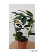 STEPHANOTIS