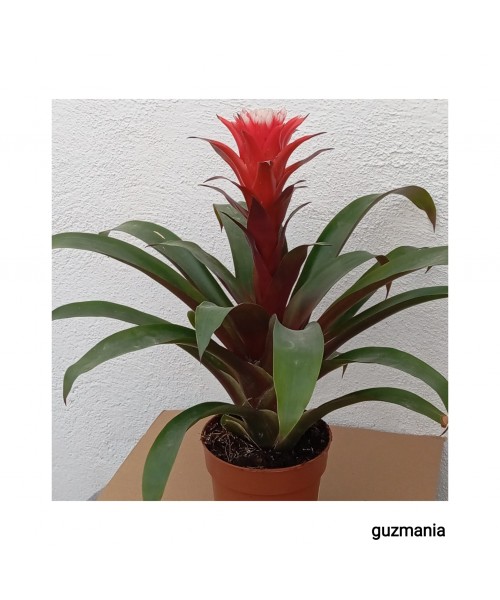 GUZMANIA