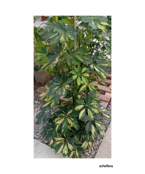 SCHEFFLERA