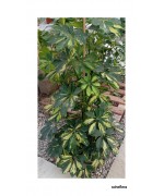 SCHEFFLERA