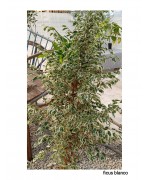 FICUS BLANCO