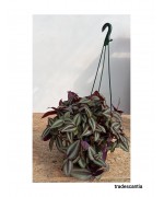 TRADESCANTIA