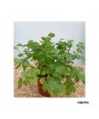 CILANTRO