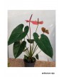 ANTHURIUM ROJO