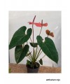 ANTHURIUM ROJO