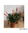 VRIESEA MULTIFLORAL