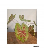 CALADIUMS