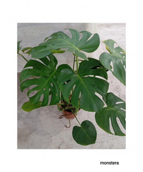 MONSTERA