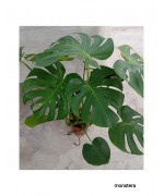 MONSTERA