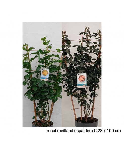 ROSAL MEILLAND ESPALDERA