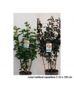 ROSAL MEILLAND ESPALDERA