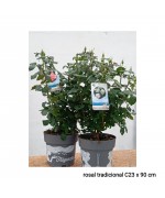 ROSAL TRADICIONAL C23
