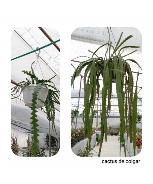 CACTUS DE COLGAR
