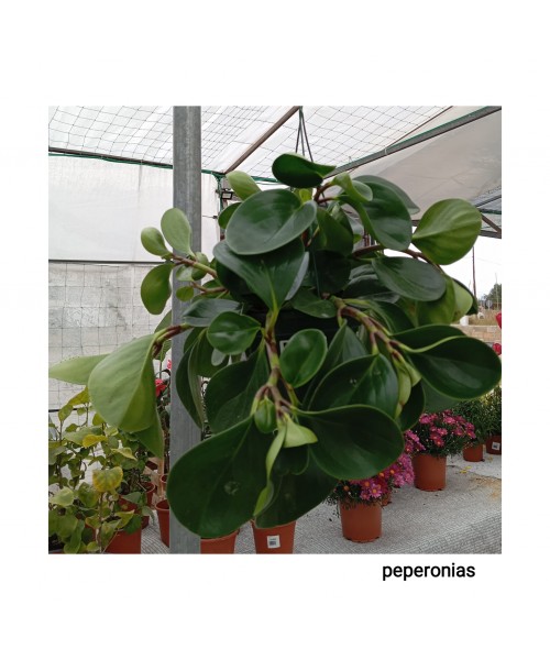 PEPERONIAS