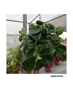 PEPERONIAS