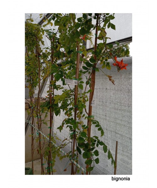 BIGNONIA