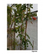 BIGNONIA