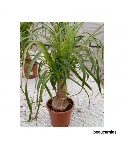 BEAUCARNIAS