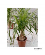 BEAUCARNIAS