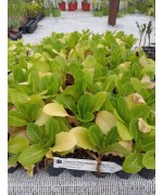 LECHUGA ROMANA HINVERN