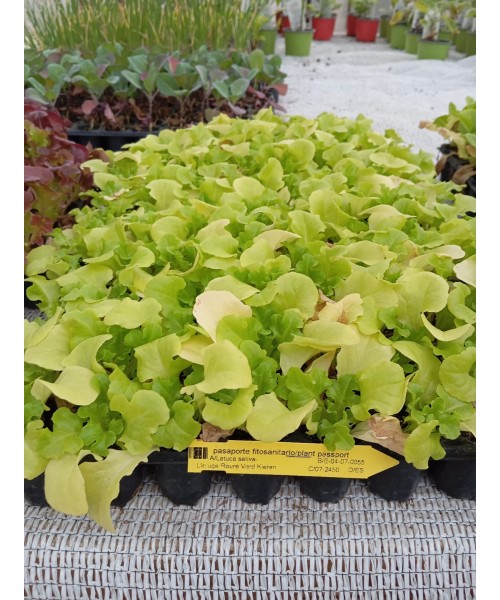 LECHUGA ROURE VERD