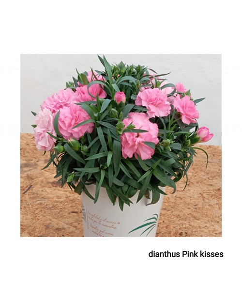 DIANTHUS PINK KISSES