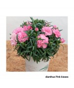 DIANTHUS PINK KISSES