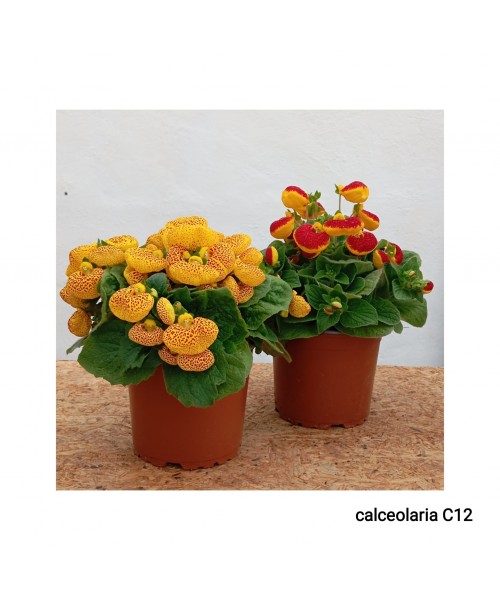 CALCEOLARIA C-12