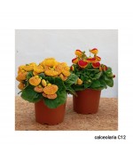 CALCEOLARIA C-12