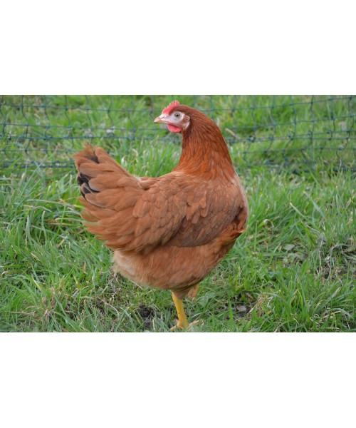 GALLINAS PONEDORAS