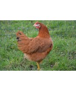 GALLINAS PONEDORAS