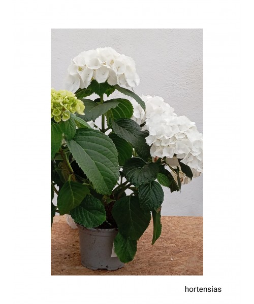 HORTENSIAS